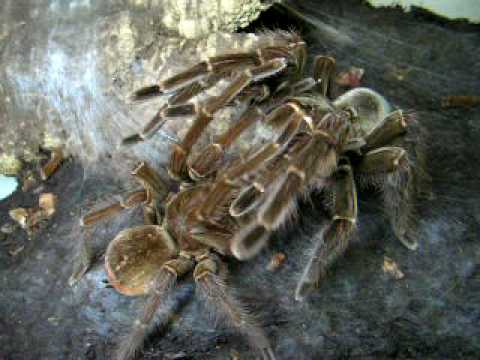 theraphosa blondi