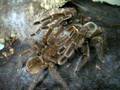 Theraphosa blondi breeding