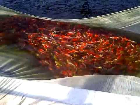 how to harvest koi