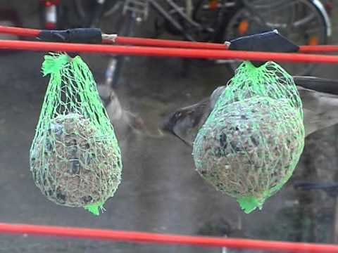 Der Meisenknödel   Kampf um eine Futterquelle