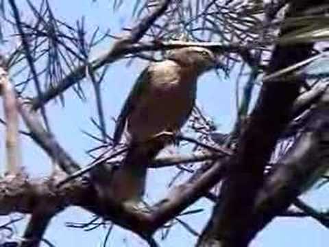 Sabiá-do-campo - Mimus saturninus - ...
