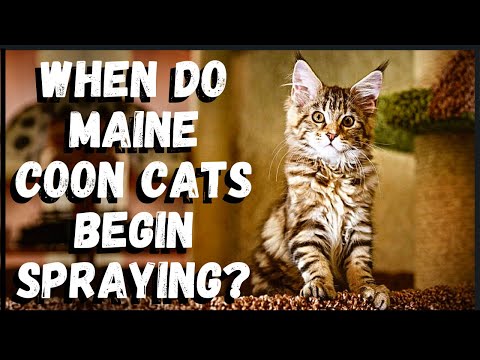 When do Maine Coon Cats Begin Spraying?