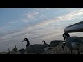 cupped and commited!! barrel cam goose hunting with SWAT cupped and commited!! barrel cam goose hunting with SWAT