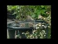 house sparrow makes wing suck air
