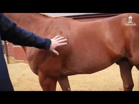 What to look for in a racehorse?