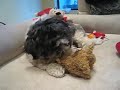 Asbury barks jingle bells.