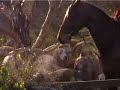 fox hunting Devon