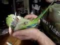 How to Scritch your Quaker