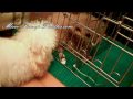 AKC Micro Teacup Poodles - Mokona VS Momoko [極小 &超極小 ティーカッププードル]