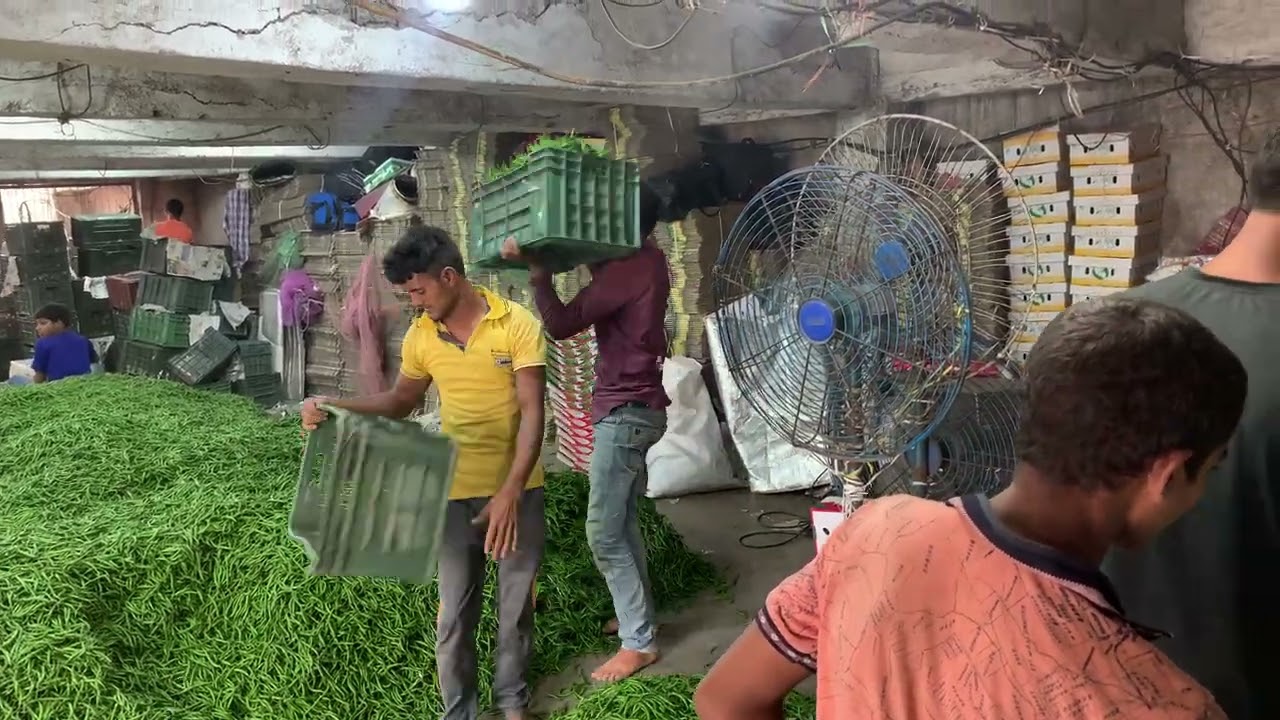 Green Chilli Cleaning after Sorting | Global EXIM Sources