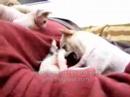 Cat_&_Dog_Having_Fun