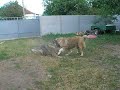 Кавказские овчарки Панчер и Шагрия Анри.