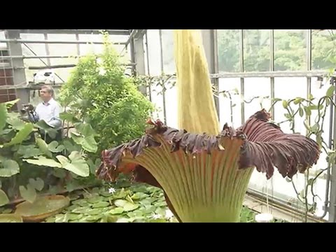 Botanischer Garten Kiel: Größte Blume der Welt - Kieler Titanwurz öffnet seine Blüte