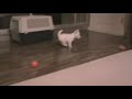 West highland white terrier puppies!!!