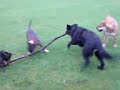 english bull terrier, staffy, bullmastiff and alsation