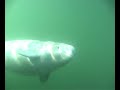 Swimming with Charlie the Beluga
