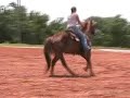 3yr old gelding by Sugar Bar Honor out of a half sister to Martha Six Moons shown with Nicole Torturo of 3Drum. We are trotting and loping circles to the left.
