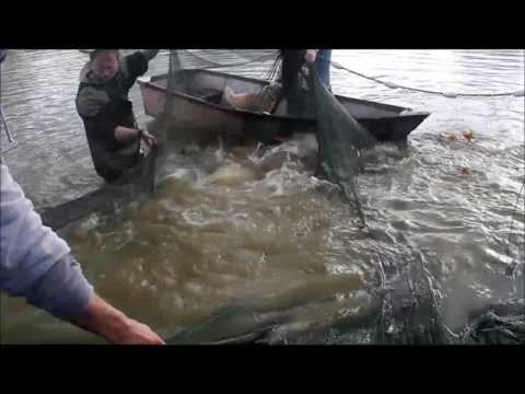 XL Carp Video
