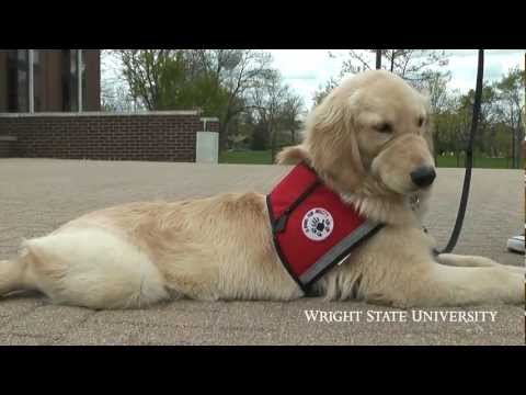 video-linktoworks-Service Dog-Training Program