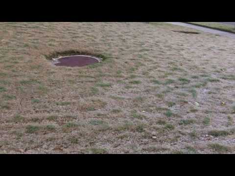 how to kill lawn fungus