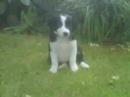 border-collie-pups.html