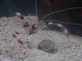 Maroon clownfish