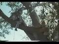  - MovieZen Video