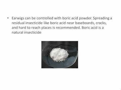 how to i get rid of earwigs