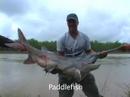 paddlefish