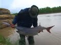 paddlefish sturgeon 406 productions paddlefish sturgeon 406 productions
