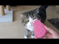 ブラッシングされるねこ３。-brushing And Maru 3.