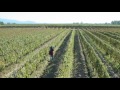 Bodega Viña Las Perdices