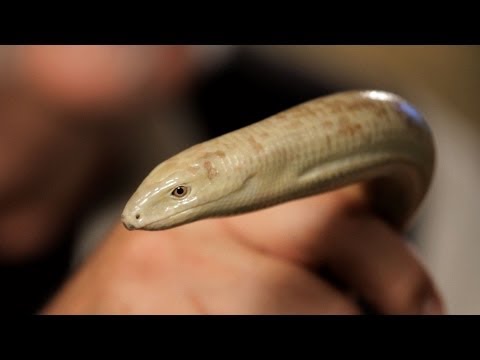 Care - See what you can learn on the go with the new Howcast App for iPhone and iPad: http://bit.ly/11ZmFOu Watch more How to Take Care of Reptiles & Amphibians vid...