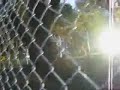 Save the Memorial Oak Grove - Guantanamo in Berkeley (Oaks)