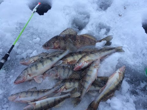 прогноз клева берша в рыбинске прогноз клева берша в рыбинске