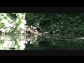 Alarmed Otter Sounds Warning