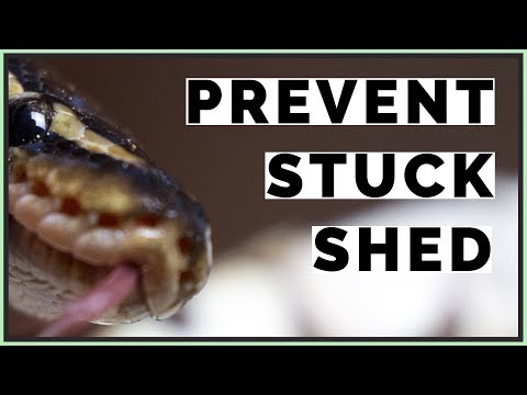 YouTube reptile video