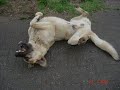 KANGAL TOROS KANGAL