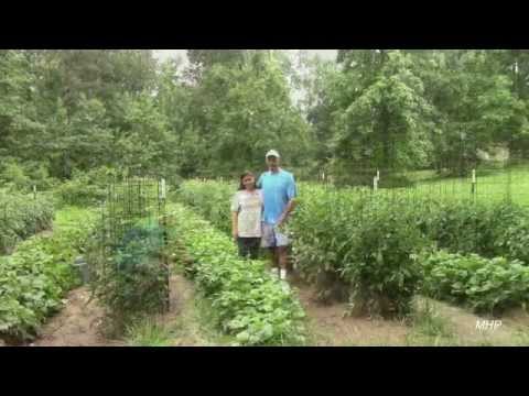 how to trim and snap green beans