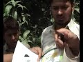 Mango Harvesting Washing and Packing at FFS Chah Ladhu Wala Mouza Saleh Mahey (1/3) Mango Harvesting Washing and Packing at FFS Chah Ladhu Wala Mouza Saleh Mahey (1/3)