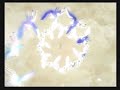 Shin Megami Tensei Nocturne Game Over Shin Megami Tensei Nocturne Game Over