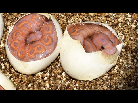 YouTube reptile video