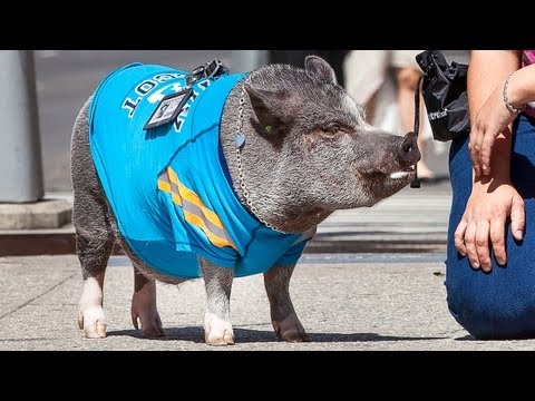 Cute Pet Pig In New York City
