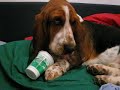 yoghurt yoghurt
