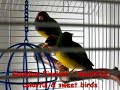 Red Faced Gouldian Finches (resembling miniature parrots) Red Faced Gouldian Finches (resembling miniature parrots)