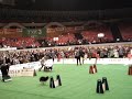 Flyball Katowice 5
