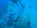 The frame for the Lighthouse Gorgonia... The frame for the Lighthouse Gorgonia...