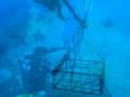 videos de The frame for the Lighthouse Gorgonia...