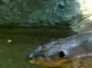 Big Brown Beaver