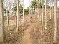 Descuidando las vacas